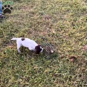 Auggie, Wirehaired Pointing Griffon Puppy